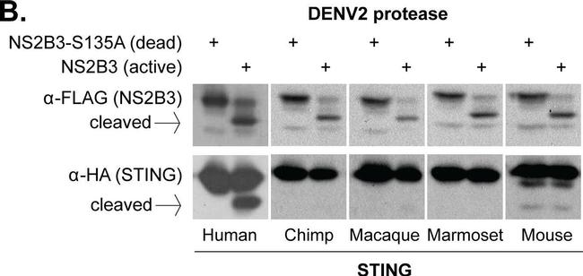 Mouse IgG (H+L) Secondary Antibody in Western Blot (WB)