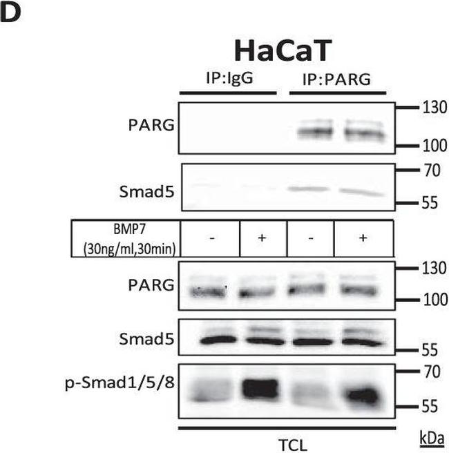 Mouse IgG (H+L) Secondary Antibody in Western Blot (WB)