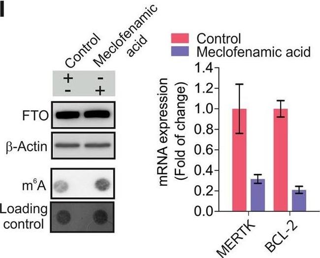 Goat IgG (H+L) Secondary Antibody in Western Blot (WB)