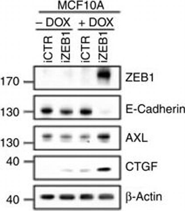 Mouse IgG (H+L) Secondary Antibody in Western Blot (WB)