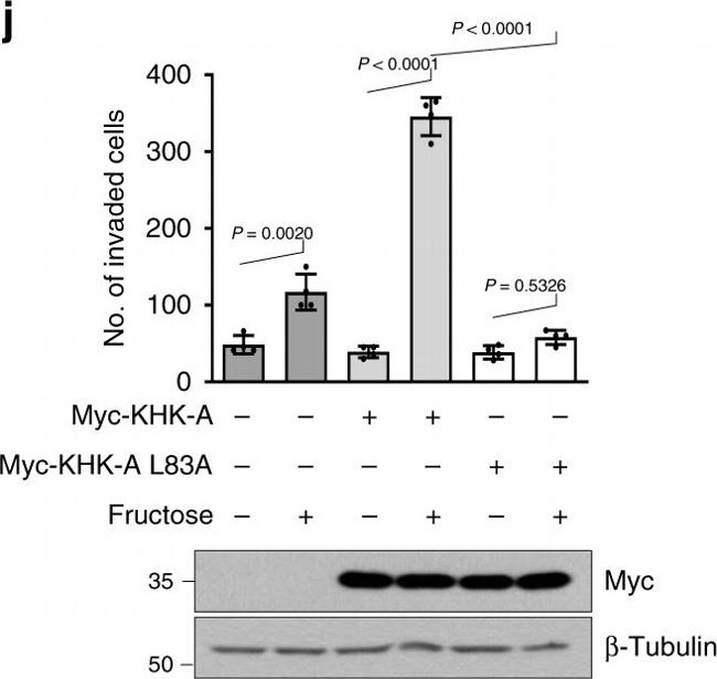 Rabbit IgG (H+L) Cross-Adsorbed Secondary Antibody in Western Blot (WB)