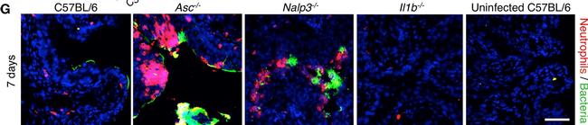 Rabbit IgG (H+L) Cross-Adsorbed Secondary Antibody in Immunohistochemistry (Frozen) (IHC (F))