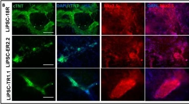 Mouse IgG (H+L) Cross-Adsorbed Secondary Antibody in Immunocytochemistry (ICC/IF)