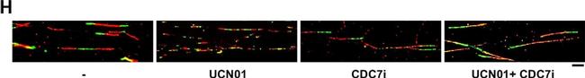 Mouse IgG1 Cross-Adsorbed Secondary Antibody in Immunocytochemistry (ICC/IF)