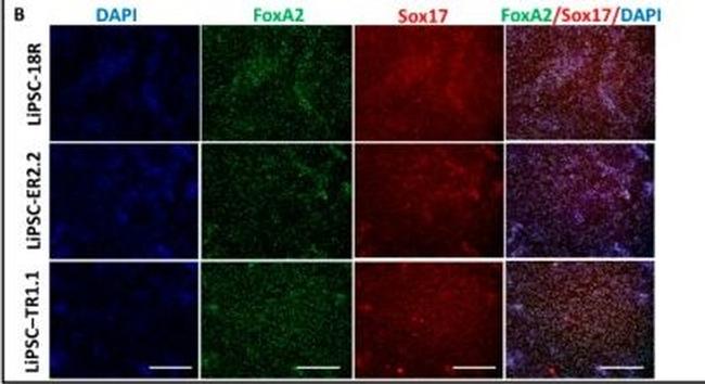 Mouse IgG (H+L) Cross-Adsorbed Secondary Antibody in Immunocytochemistry (ICC/IF)