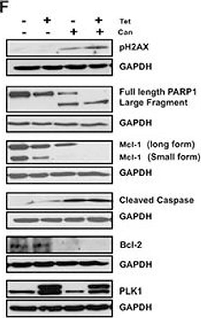 Rabbit IgG (H+L) Secondary Antibody in Western Blot (WB)