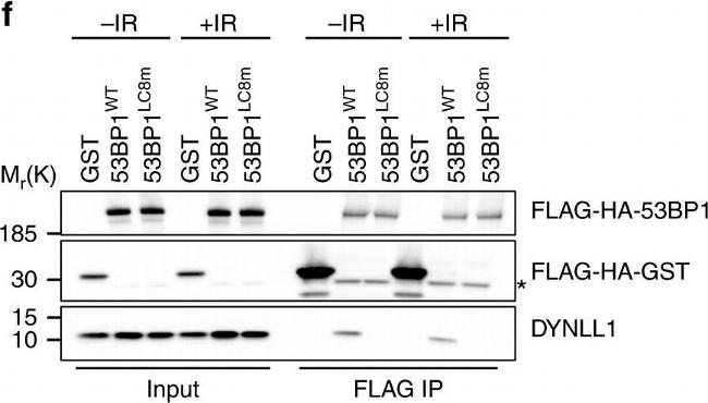 Mouse IgG (H+L) Secondary Antibody in Western Blot (WB)