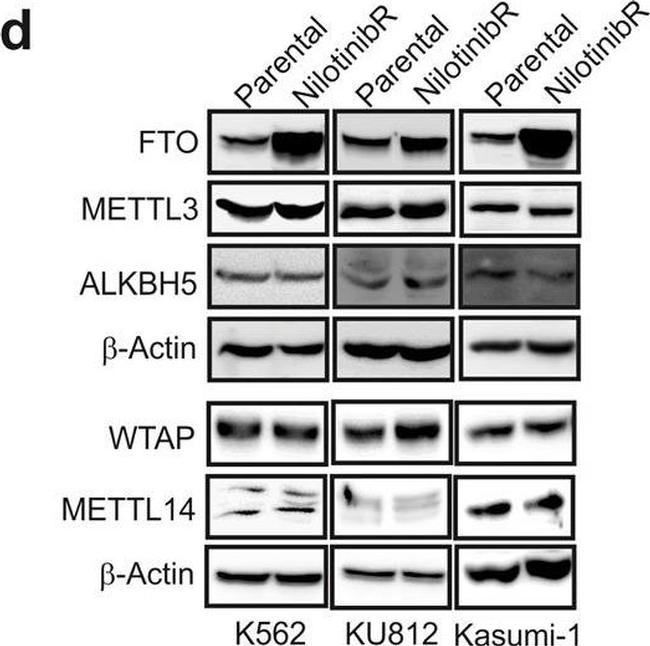 Goat IgG (H+L) Secondary Antibody in Western Blot (WB)