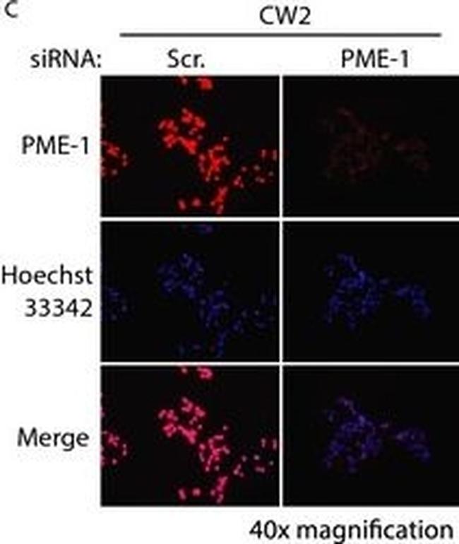 Mouse IgG (H+L) Cross-Adsorbed Secondary Antibody in Immunocytochemistry (ICC/IF)