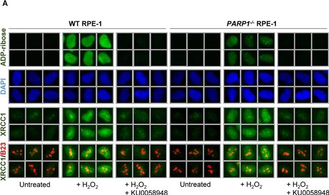 Mouse IgG (H+L) Cross-Adsorbed Secondary Antibody in Immunocytochemistry (ICC/IF)