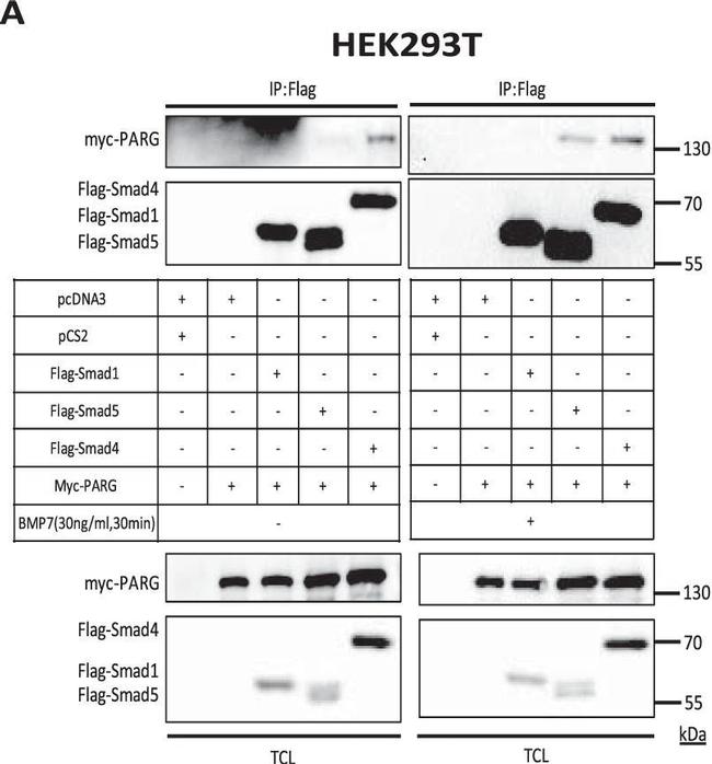 Mouse IgG (H+L) Secondary Antibody in Western Blot (WB)