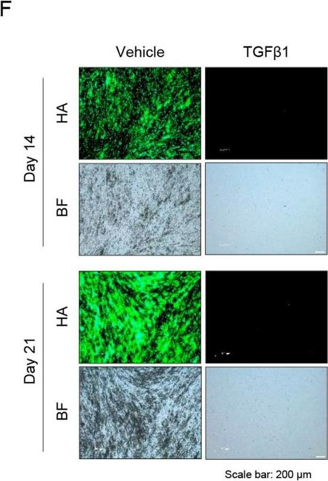 Mouse IgG (H+L) Cross-Adsorbed Secondary Antibody in Immunocytochemistry (ICC/IF)