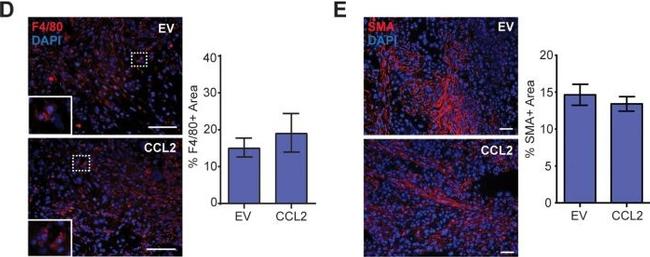 Mouse IgG (H+L) Highly Cross-Adsorbed Secondary Antibody in Immunohistochemistry (Paraffin) (IHC (P))