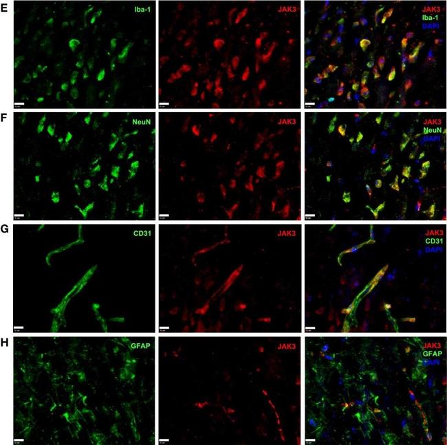 Mouse IgG (H+L) Highly Cross-Adsorbed Secondary Antibody in Immunohistochemistry (IHC)