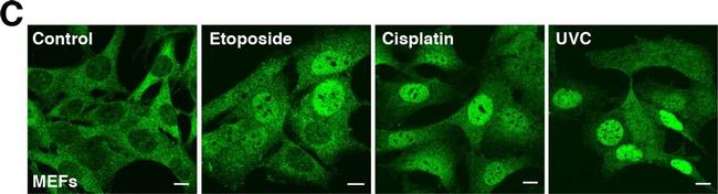 Rat IgG (H+L) Cross-Adsorbed Secondary Antibody in Immunocytochemistry (ICC/IF)