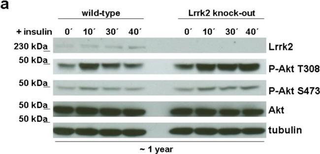 Sheep IgG (H+L) Secondary Antibody in Western Blot (WB)