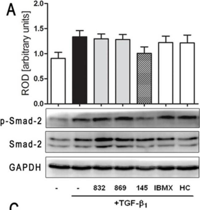 Rabbit IgG (H+L) Secondary Antibody in Western Blot (WB)