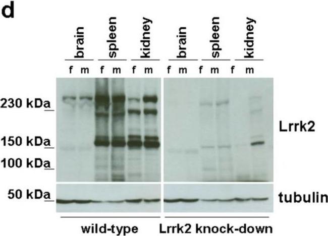 Sheep IgG (H+L) Secondary Antibody in Western Blot (WB)