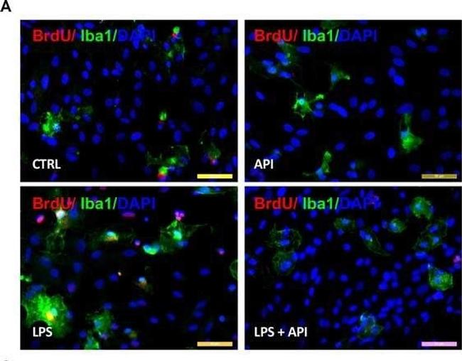 Mouse IgG (H+L) Cross-Adsorbed Secondary Antibody in Immunocytochemistry (ICC/IF)