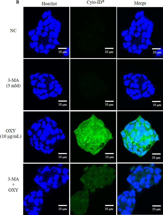 Rabbit IgG (H+L) Cross-Adsorbed Secondary Antibody in Immunocytochemistry (ICC/IF)