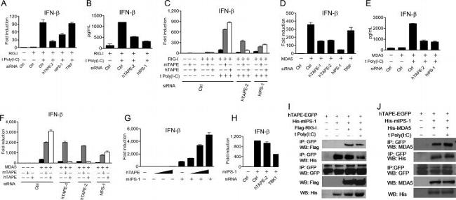 HisG Epitope Tag Antibody in Western Blot (WB)