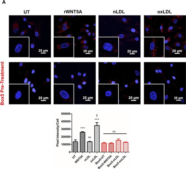 Mouse IgG (H+L) Cross-Adsorbed Secondary Antibody in Immunocytochemistry (ICC/IF)