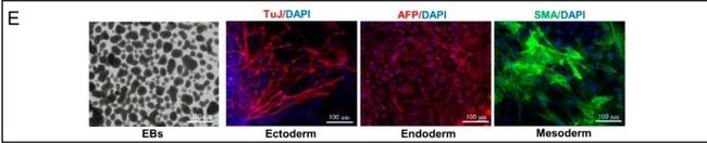 Mouse IgG (H+L) Highly Cross-Adsorbed Secondary Antibody in Immunocytochemistry (ICC/IF)