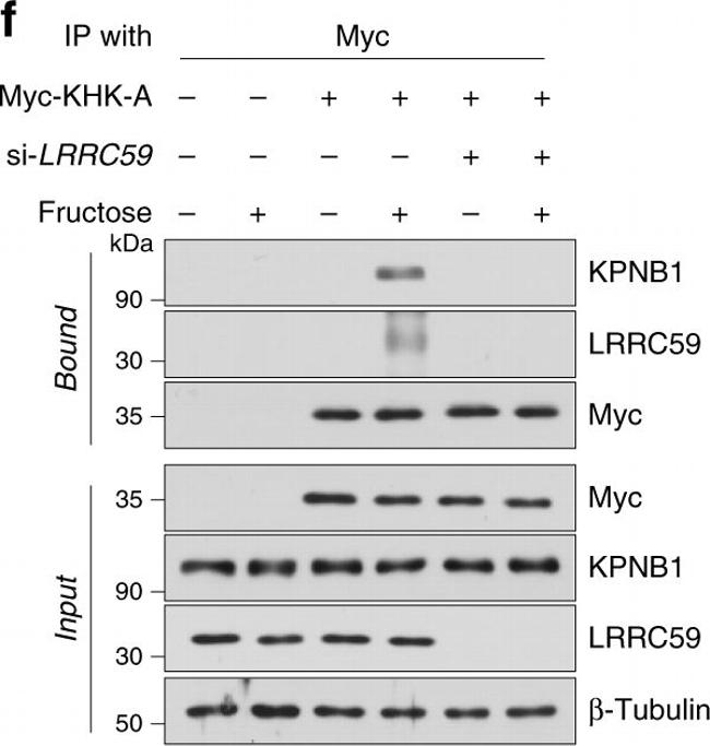 Rabbit IgG (H+L) Cross-Adsorbed Secondary Antibody in Western Blot (WB)