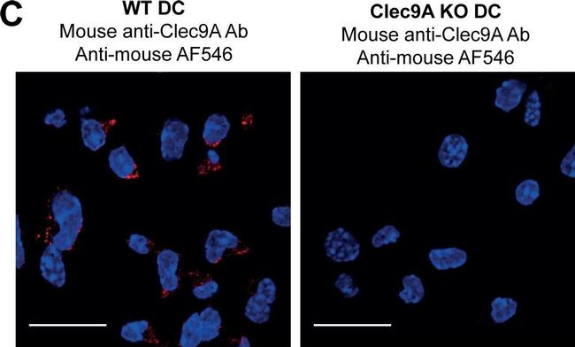 Mouse IgG (H+L) Highly Cross-Adsorbed Secondary Antibody in Immunocytochemistry (ICC/IF)