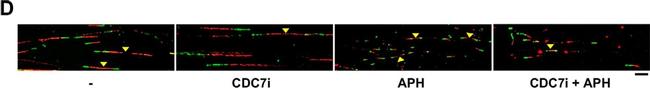 Mouse IgG1 Cross-Adsorbed Secondary Antibody in Immunocytochemistry (ICC/IF)