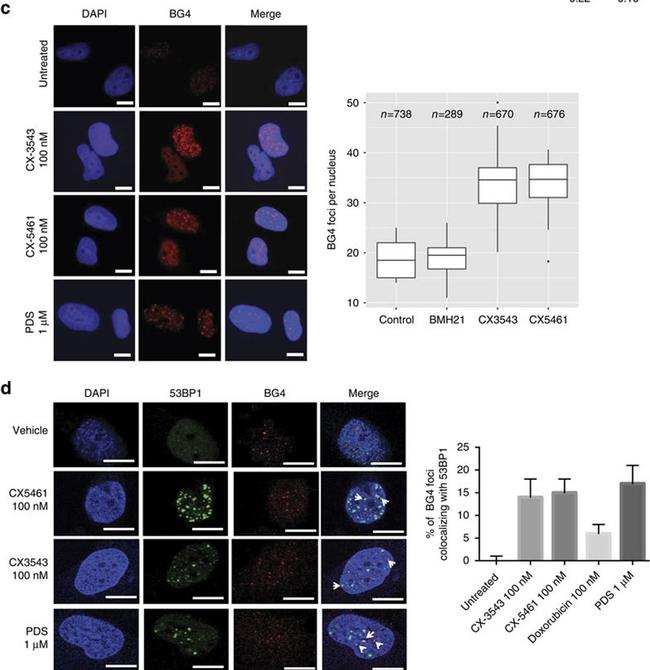 Rat IgG (H+L) Cross-Adsorbed Secondary Antibody in Immunocytochemistry (ICC/IF)