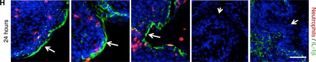 Rabbit IgG (H+L) Cross-Adsorbed Secondary Antibody in Immunohistochemistry (Frozen) (IHC (F))