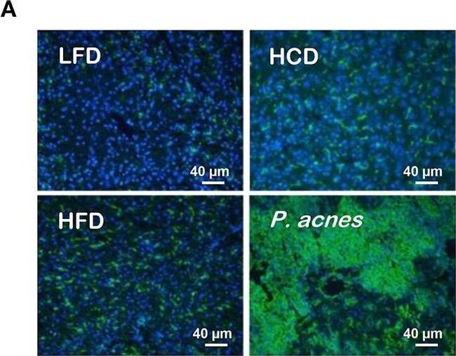 Rat IgG (H+L) Cross-Adsorbed Secondary Antibody in Immunocytochemistry, Immunohistochemistry (ICC/IF, IHC)