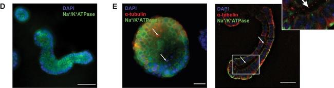 Mouse IgG (H+L) Cross-Adsorbed Secondary Antibody in Immunocytochemistry (ICC/IF)