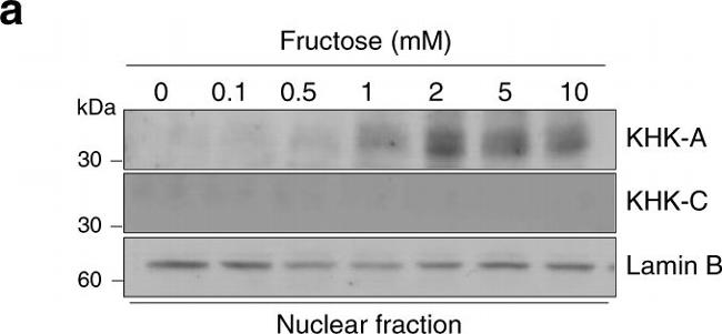 Rabbit IgG (H+L) Cross-Adsorbed Secondary Antibody in Western Blot (WB)