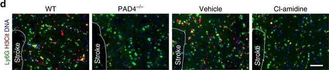 Rabbit IgG (H+L) Highly Cross-Adsorbed Secondary Antibody in Immunohistochemistry (Frozen) (IHC (F))