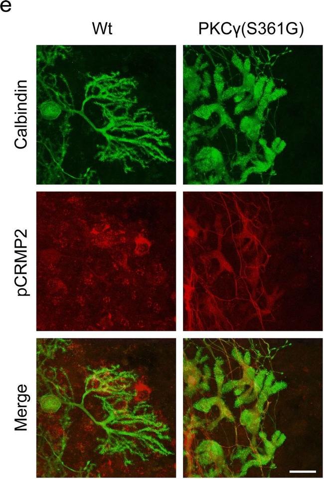 Rabbit IgG (H+L) Cross-Adsorbed Secondary Antibody in Immunohistochemistry (PFA fixed) (IHC (PFA))