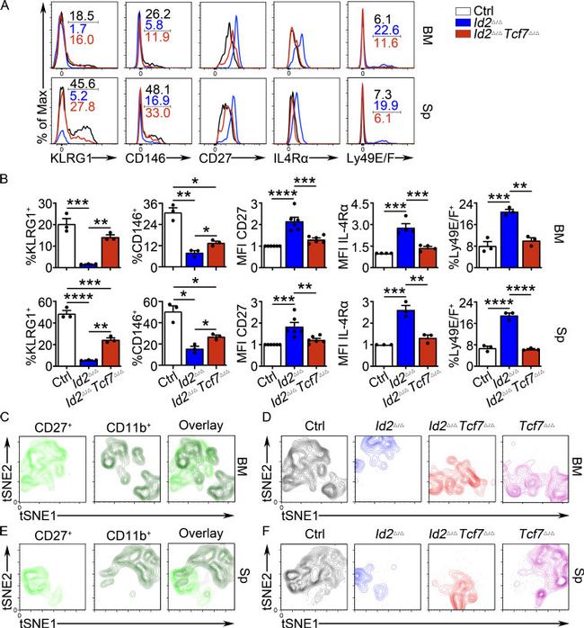 KLRG1 Antibody in Flow Cytometry (Flow)