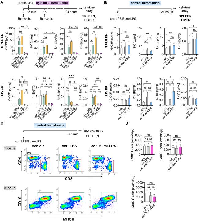 CD4 Antibody in Flow Cytometry (Flow)