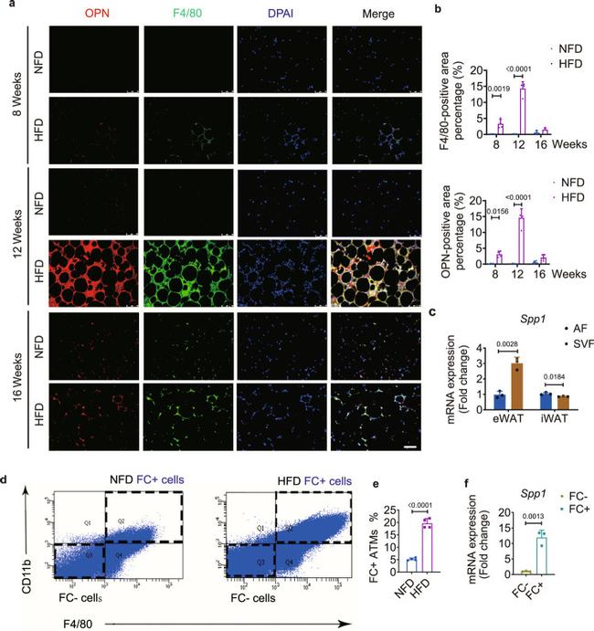 CD11b Antibody in Flow Cytometry (Flow)