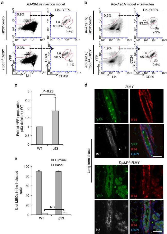 CD29 (Integrin beta 1) Antibody in Flow Cytometry (Flow)