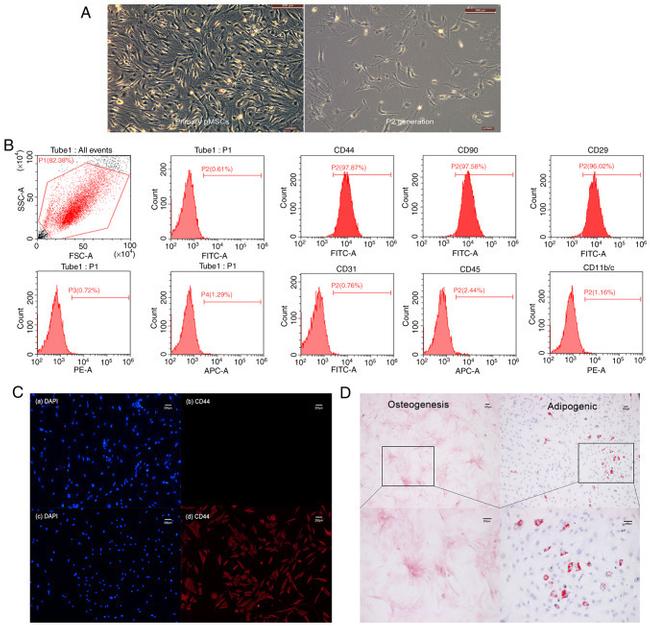 CD29 (Integrin beta 1) Antibody in Flow Cytometry (Flow)