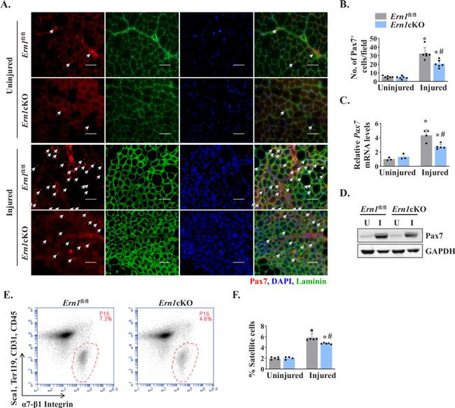 Ly-6A/E (Sca-1) Antibody in Flow Cytometry (Flow)