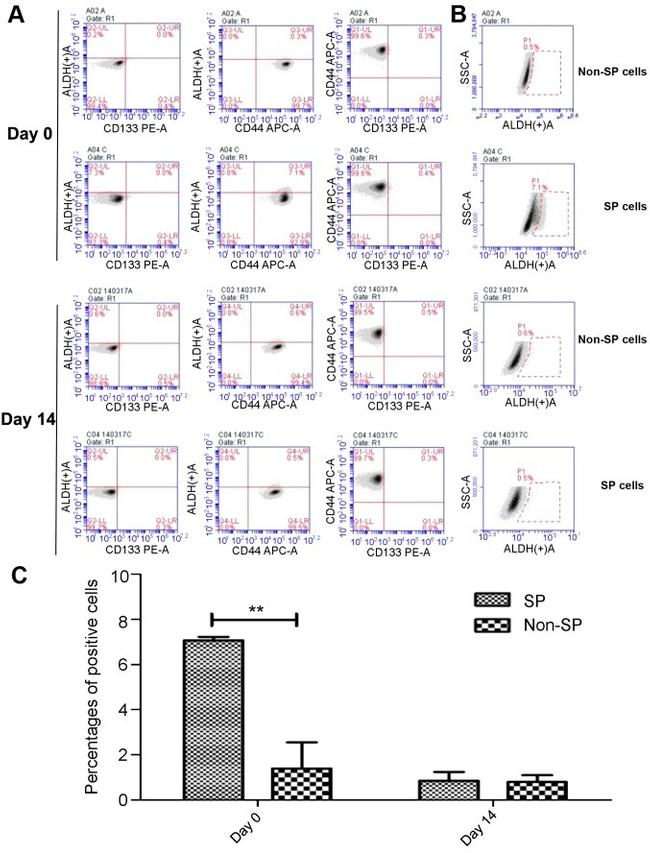 CD44 Antibody in Flow Cytometry (Flow)