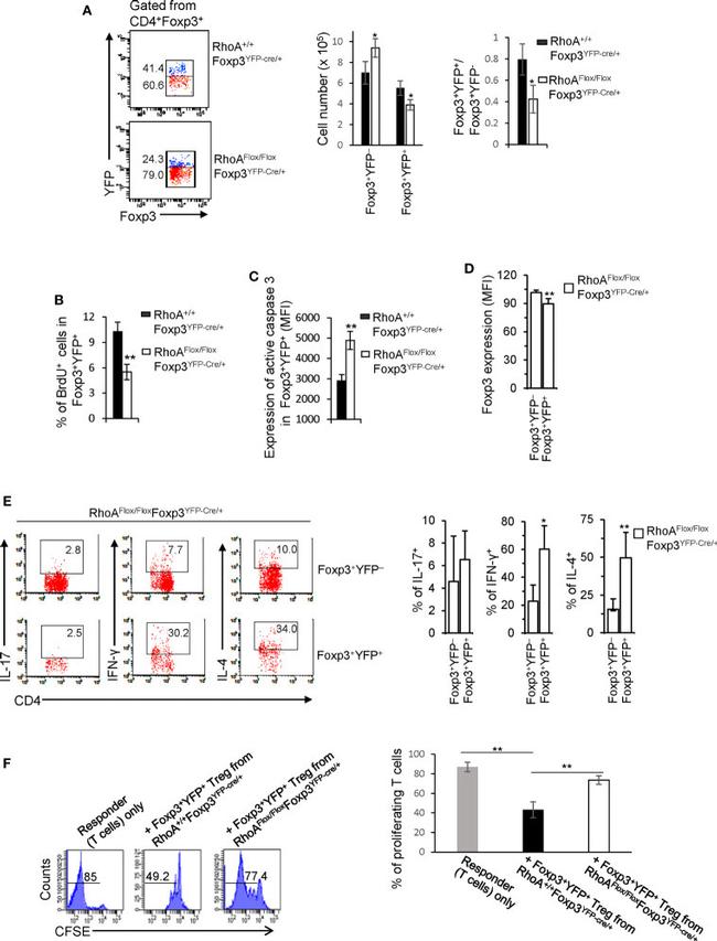 IL-4 Antibody in Flow Cytometry (Flow)