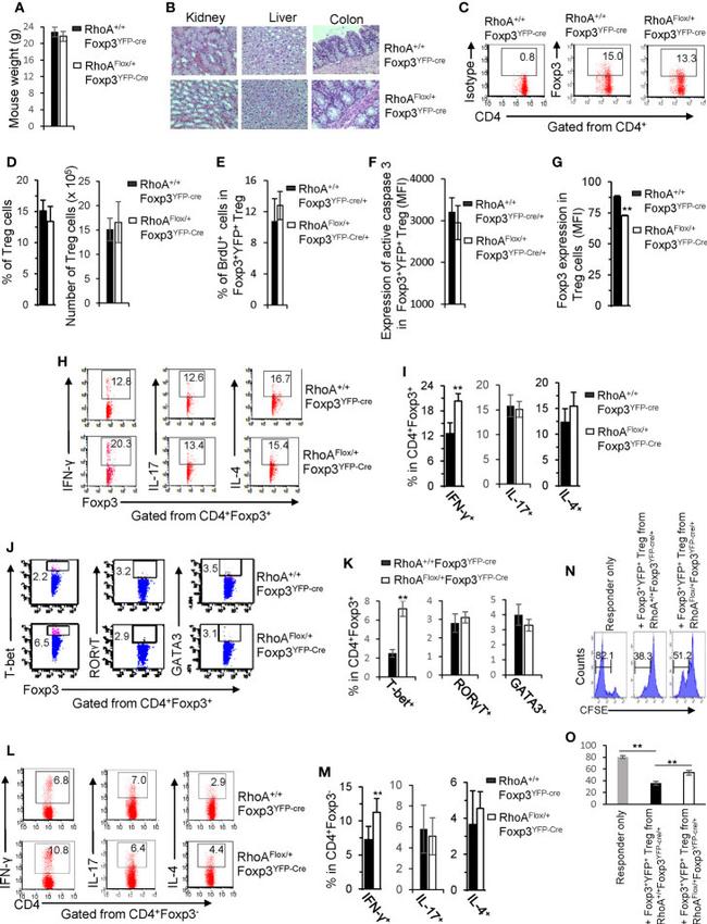 Gata-3 Antibody in Flow Cytometry (Flow)