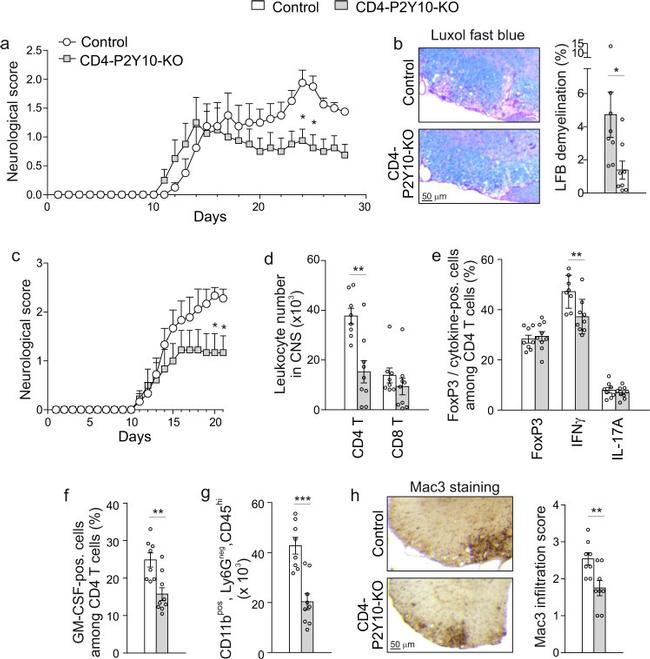 IL-17A Antibody in Flow Cytometry (Flow)