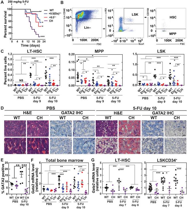 Ly-6A/E (Sca-1) Antibody in Flow Cytometry (Flow)