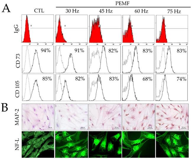 CD105 (Endoglin) Antibody in Flow Cytometry (Flow)