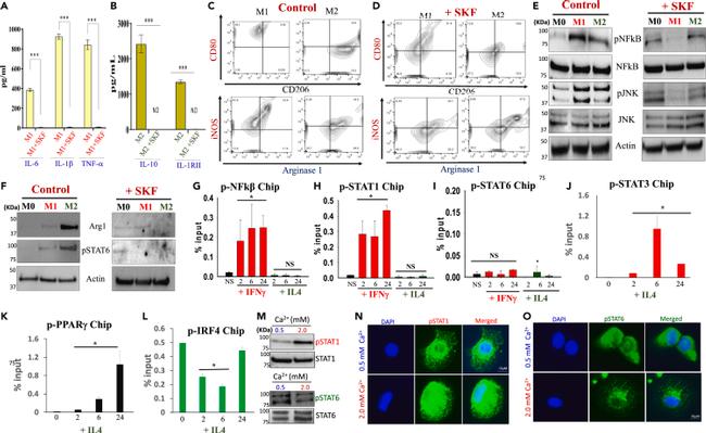 CD206 (MMR) Antibody in Flow Cytometry (Flow)